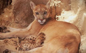 Centro Ecológico de Sonora registra nacimiento de pumas y antílope eland