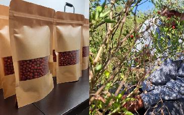 Estudiantes de la UTE logran segunda cosecha de chiltepín en Etchojoa