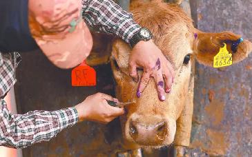 Activos, mil 33 casos de gusano barrenador en el país, reporta Senasica