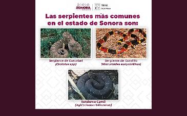 Emiten recomendaciones ante riesgo de mordeduras de serpiente
