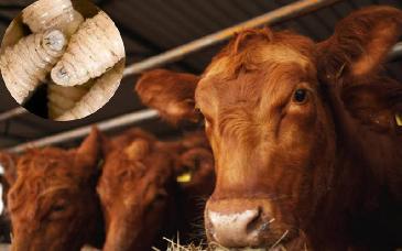 México y EU avanzan contra plaga ganadera; evalúan reabrir frontera