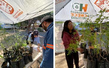 Celebran con éxito jornada 50 de donación de árboles nativos en Hermosillo