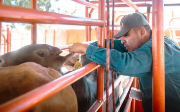 Sonora fortalece estrategia para mantener al estado libre del gusano barrenador