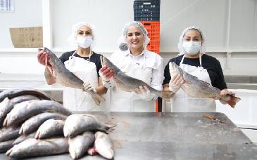 Arranca Durazo programa para garantizar precio justo a pescadores de curvina en el Golfo de Santa Clara